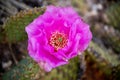 Detail of prickly pearin the wilds Royalty Free Stock Photo