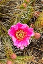 Detail of prickly pearin the wilds Royalty Free Stock Photo