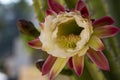 Detail of prickly pearin the wilds, Utah, long cactus flower Royalty Free Stock Photo