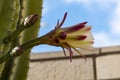 Detail of prickly pearin the wilds, Utah, long cactus flower Royalty Free Stock Photo