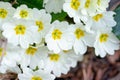 detail of primrose in a meadow