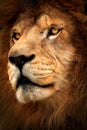 Detail profile lion