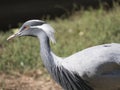 Detail profile portrait of beautiful Demoiselle Crane, Anthropoides virgo. Bird in green nature habitat. Wildlife scene