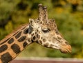 Detail profile portrait of giraffe