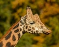 Detail profile portrait of giraffe in the sun