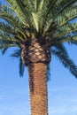 Detail of the pruning of a palm tree, Phoenix canariensis, sunny day with blue sky. Arecaceae. Liliopsida. vertical photograph Royalty Free Stock Photo