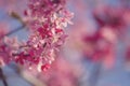 Detail of prunus pink flowers blossom Royalty Free Stock Photo