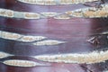 Detail of Prunus tree bark Royalty Free Stock Photo