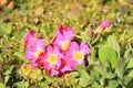 Spring purple flowers with yellow middle part