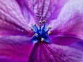 Detail of Purple Blue Hydrangea Flower Petals