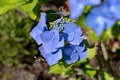 Detail of purple blue Hydrangea Macrophylla Hortensia Blaumeise garden flower with background blur Royalty Free Stock Photo