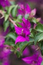 Detail of some Bougainvillea flowers in a garden Royalty Free Stock Photo