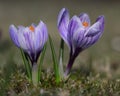 Crocus, Spring Flowers Royalty Free Stock Photo