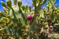 Detail of purple fig fruit in cactus opuntia ficus-indica Royalty Free Stock Photo