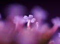 Detail of purple flower