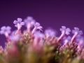 Detail of purple flower