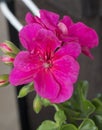 Detail of purple flower of Pelargonium plant