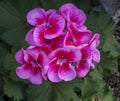 Detail of purple flower of Pelargonium plant