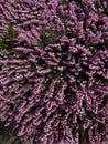 Detail, purple heather in bloom