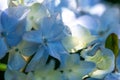 Detail of purple hydrangea flowers blooming Royalty Free Stock Photo