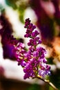 Detail Of A Purple Lilac.