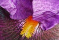 detail of a purple with orange tongue of a tall bearded iris Royalty Free Stock Photo