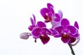 Detail of purple orchids