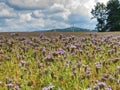 Purple Tansy flower in female hand in field. Wind turbine generators