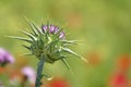 Detail of a purple thistle flower