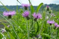 Detail of a purple thistle plant  wild cardus with green meadows  on background Royalty Free Stock Photo
