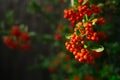 Detail of Pyracantha (Firethorn) orange berries