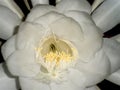 detail of queen of the night (Epiphyllum oxypetalum) flower Royalty Free Stock Photo