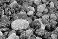 Detail of rain spattered pebbles on the beach at Cape Sutil, Vancouver Island. Royalty Free Stock Photo