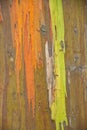Detail Of Rainbow Eucalyptus