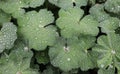 Detail of raindrops on alchemilla Mollis plant leaf. Alchemilla Mollis is a healing plant. The concept of healthy herb.