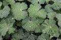 Detail of raindrops on alchemilla Mollis plant leaf. Alchemilla Mollis is a healing plant. The concept of healthy herb.