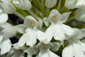 Detail of a rare white form of pyramidal orchid flowers - Anacamptis pyramidalis Royalty Free Stock Photo