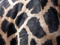 A real giraffe`s skin - pattern