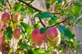 Red apples with drops of water on the tree. Royalty Free Stock Photo