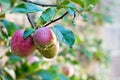 Red apples with drops of water on the tree. Royalty Free Stock Photo