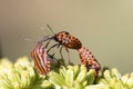Detail of red Bug in the Nature, Graphosoma lineatum Royalty Free Stock Photo