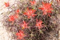 Detail of red desert wildflowers in Utah Royalty Free Stock Photo