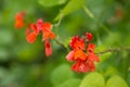 Detail of red flowers of kidney bean Phaseolus coccineus blooming on green plants in homemade garden. Royalty Free Stock Photo