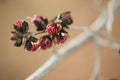 Detail of the red flowers of persian ironwood tree.