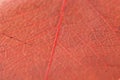 Detail red foliole Royalty Free Stock Photo