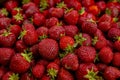 detail of red and fresh strawberies Royalty Free Stock Photo
