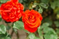 Detail of red garden rose on blurry green background. Roses for Valentine Day,Birthday,Anniversary.Background of flowers.Beautiful Royalty Free Stock Photo