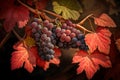 Detail of red grapes in the Tuscany, Italy, vineyard that are nearly ripe. Royalty Free Stock Photo