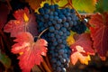 Detail of red grapes in the Tuscany, Italy, vineyard that are nearly ripe.