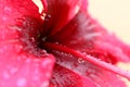 Detail of red hibiscus flower pollen Royalty Free Stock Photo